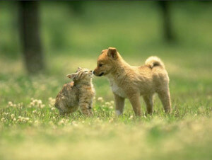 cat and dog