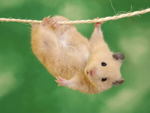 hamster