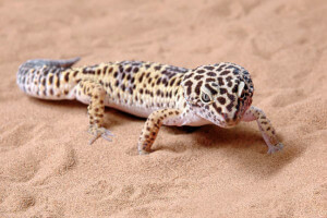 leopard gecko