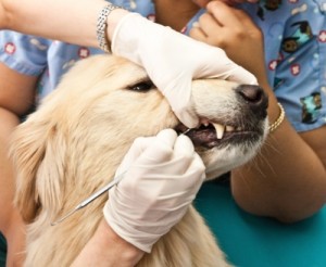 Teeth cleaning