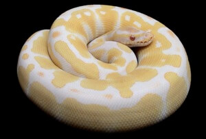 Ball Python