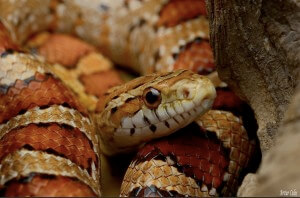 Corn Snake