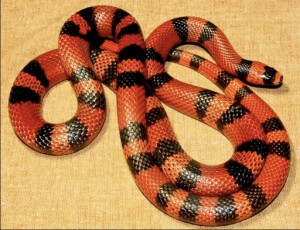 Milk Snake