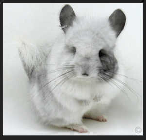 Chinchilla